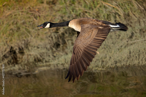 Close view of a Canada goose flying and quacking, seen in the wild near the San Francisco Bay