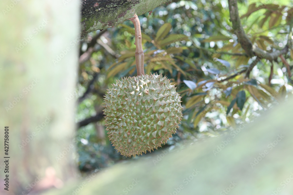 Ripe Monthong Durian on tree in agricultural garden Ripe Monthong Durian on tree in agricultural garden