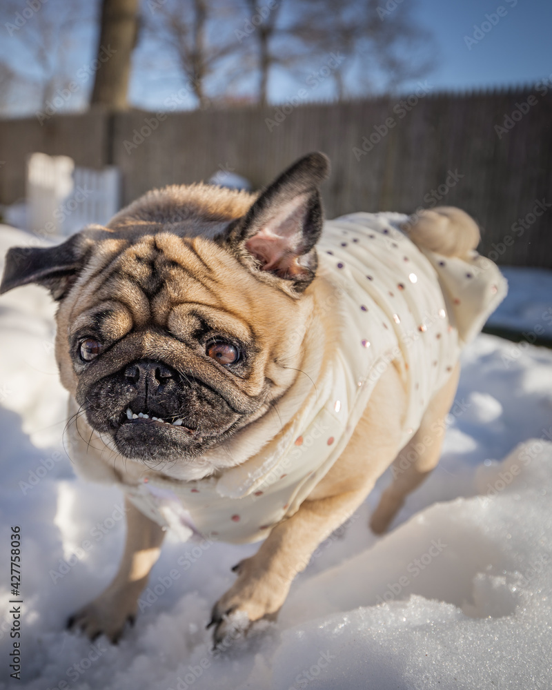 Pug with face wrinkles all messed up