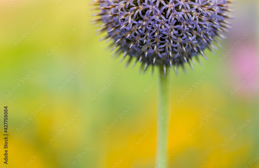 Close up of a purple allium flower  head on a colorful natural background bokeh shot during early spring season in Halifax.