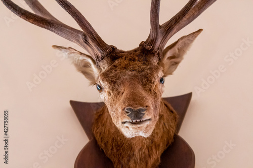 A deer head in the wall, hunting trophy
