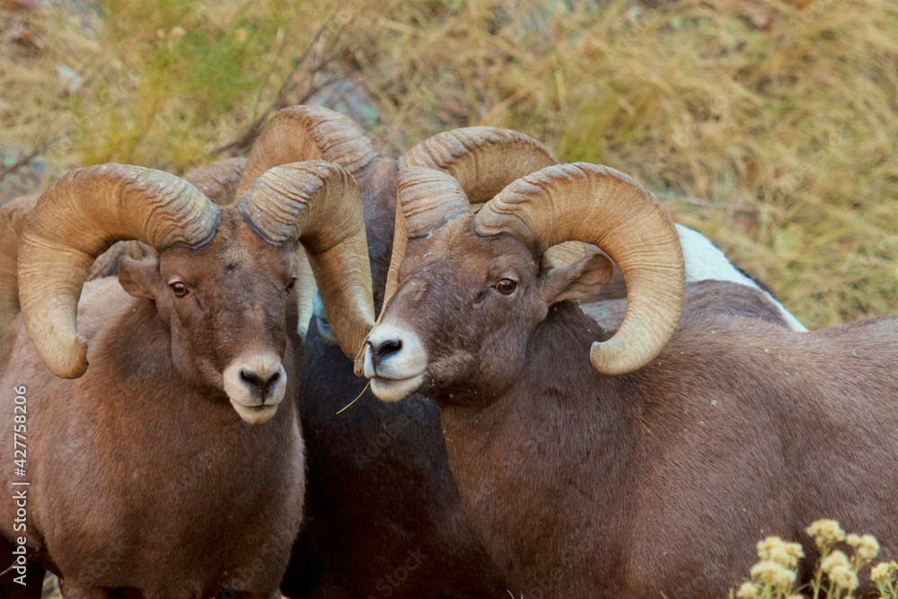 Naklejka premium Bighorn Rams Three rams together