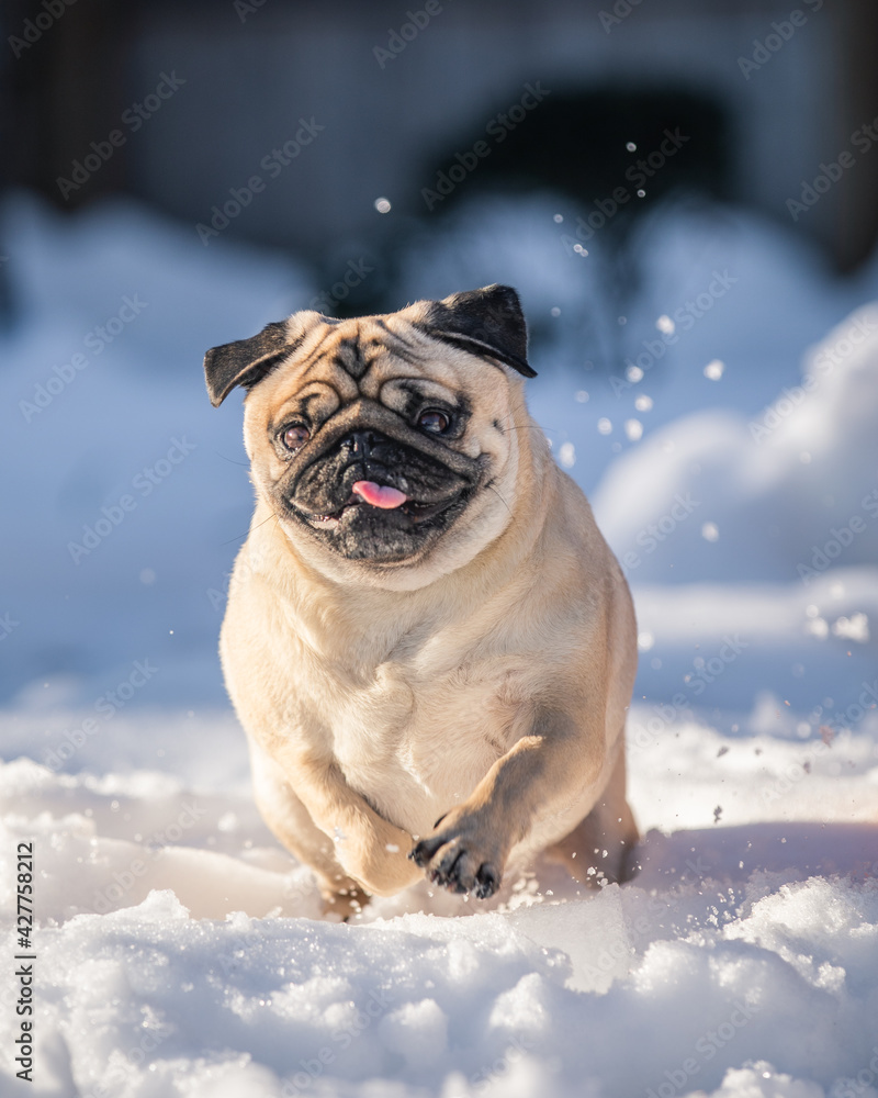 Pug with tongue out running in the snow Pug with tongue out running in the snow