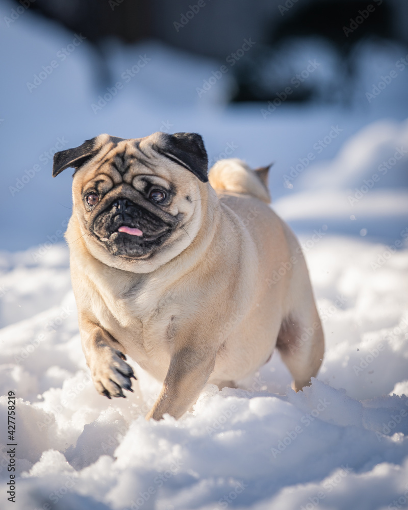 Pug sprinting through thick snow patch Pug sprinting through thick snow patch