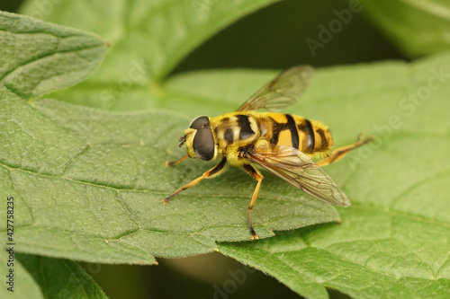 Closeup of a Batman hoverfly on green leaves in the garden (Myathropa florea) photo