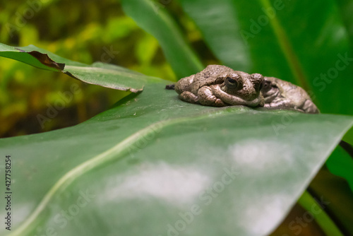 A true toad Bufonidae in a green leaf
