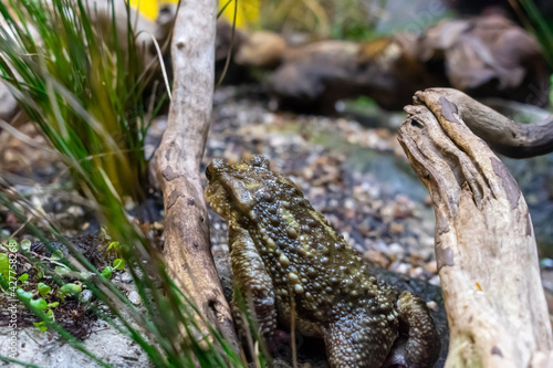 A toad hidden in the vegetation, close up