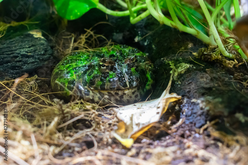 A toad hidden in the vegetation, close up