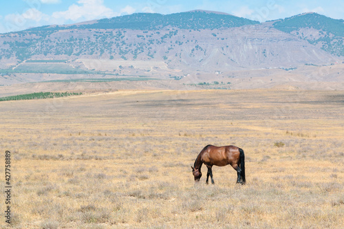 A horse graze against the backdrop of mountains in a blue haze