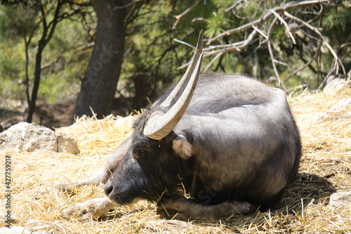 front view of a buffalo lying in the field