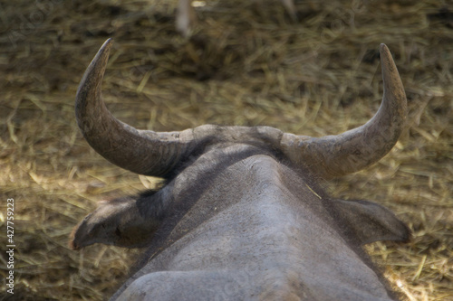 view of the head of a buffalo from behind lying in the field