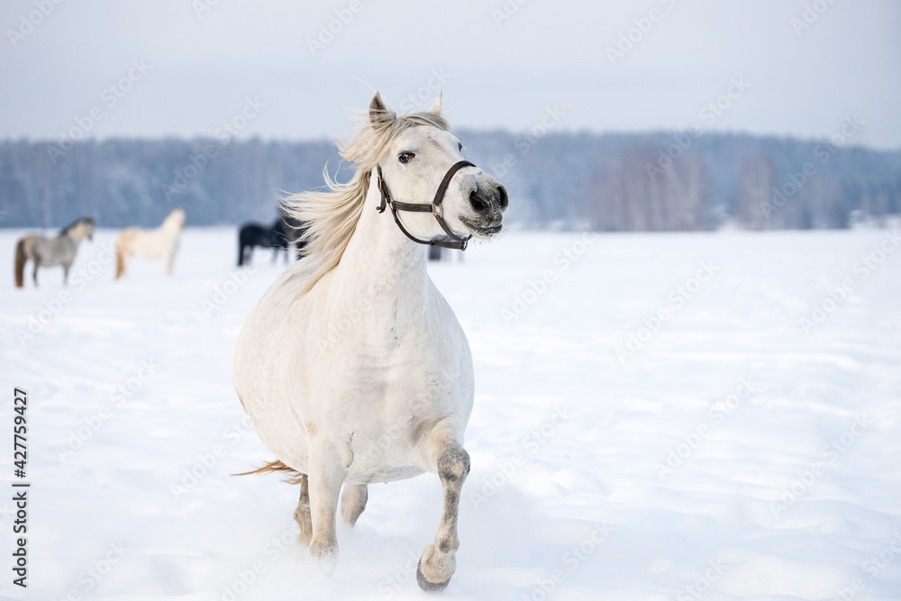 Beautiful white horse running on the snow