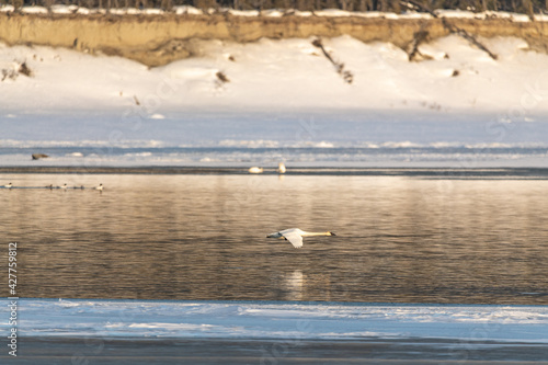 Annual migration of swans in northern Canada with one swan flying right above the water level in fast, gliding motion. Taken in April, spring time in Tagish, Yukon Territory. 