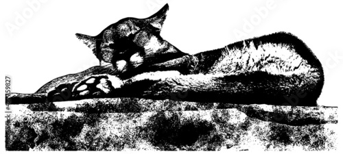 Mountain Lion sleeping vector illustration in black on white background 