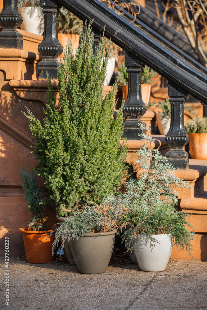 Group of plants in flower pots on stoop