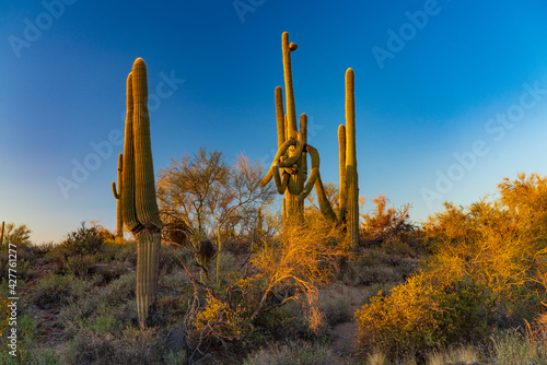 Saguaro Cactus in Lost Dutchman State Park