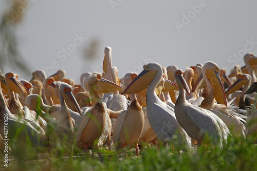 Bild auf Leinwand parc national du djoudj,senegal pélican Blanc (pelecanus onocrotalus)