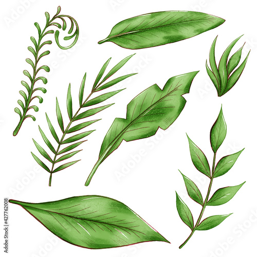 exotic tropical leaves, jungle foliage set isolated on white background.