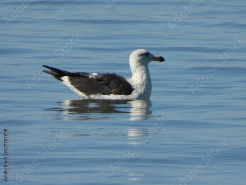 black headed gull