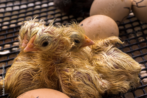 Valokuvatapetti Poultry hatching on the farm