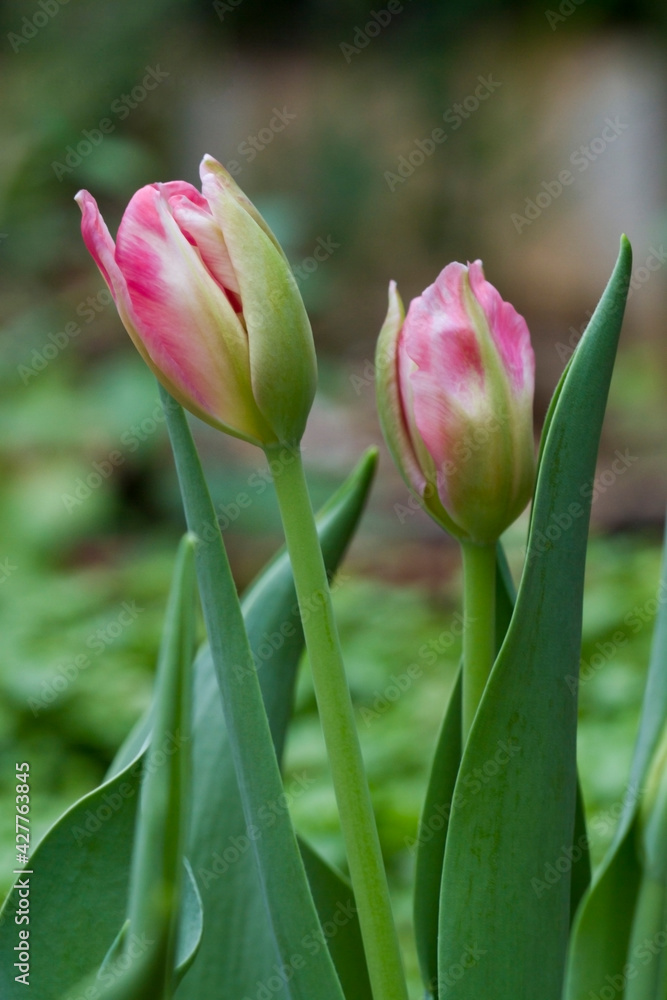 Tulip flower field blooming in the garden Tulip flower field blooming in the garden