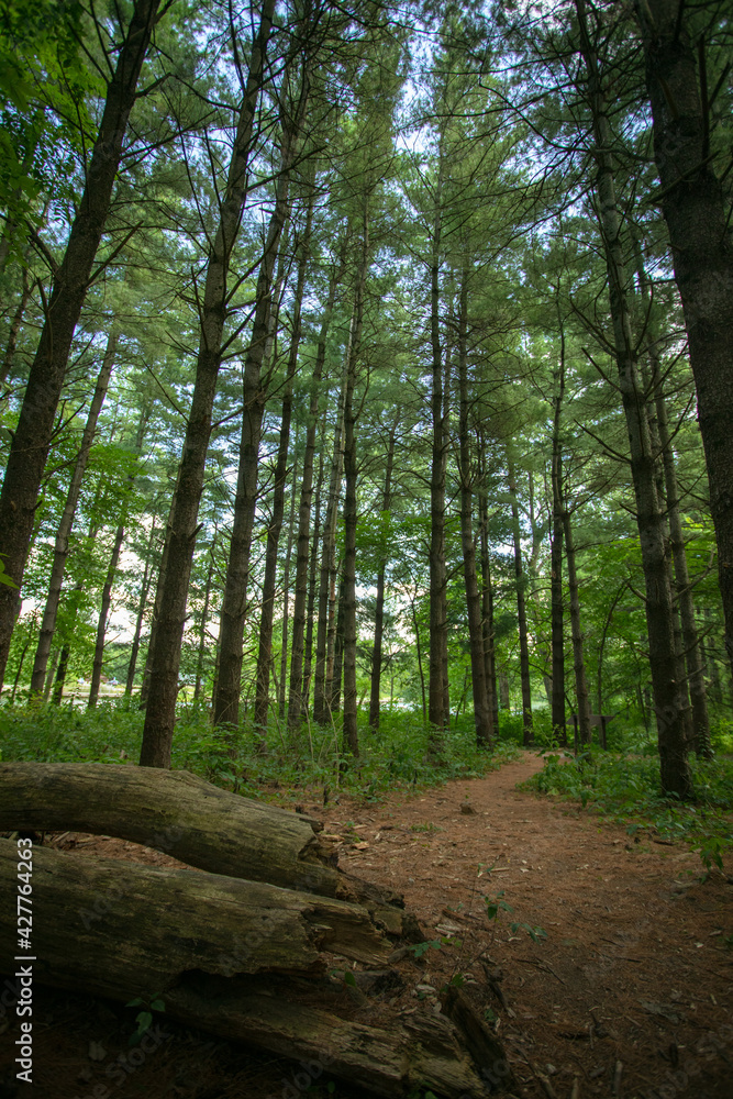 Fototapeta premium footpath in the woods