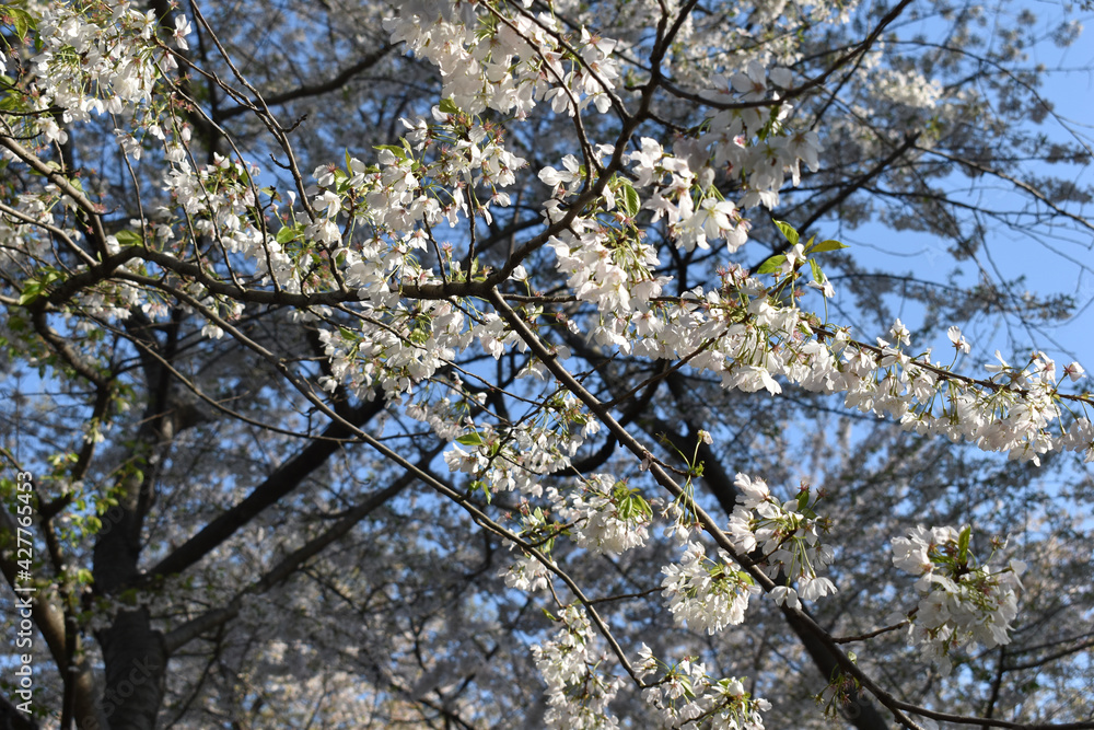 Close up of Cherry Blossoms in Early Spring, Washington, DC Close up of Cherry Blossoms in Early Spring, Washington, DC