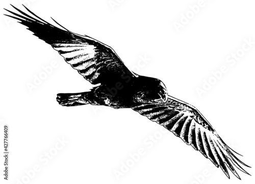 Crow or Raven in flight vector illustration in black on white background 