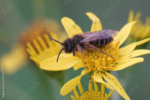 Closeup of a male yellow-legged mining bee (Andrena flavipes) perched on a yellow flower photo