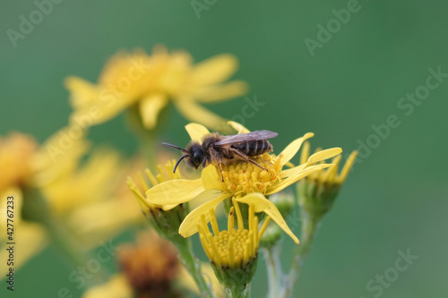 Male yellow-legged mining bee (Andrena flavipes) sitting on a yellow flower photo