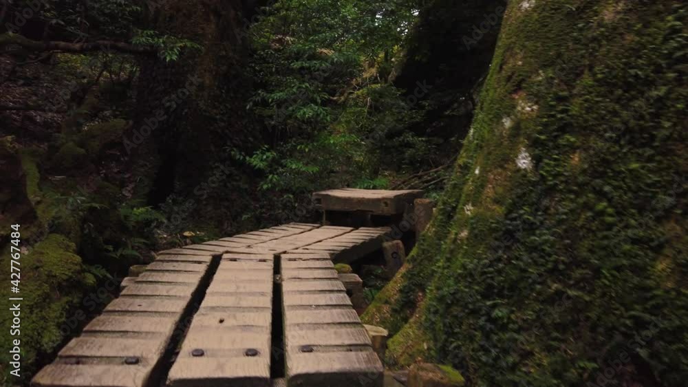 Hiking through Yakushima Jomon Sugi Trail, Low angle point of view shot, Japan Hiking through Yakushima Jomon Sugi Trail, Low angle point of view shot, Japan