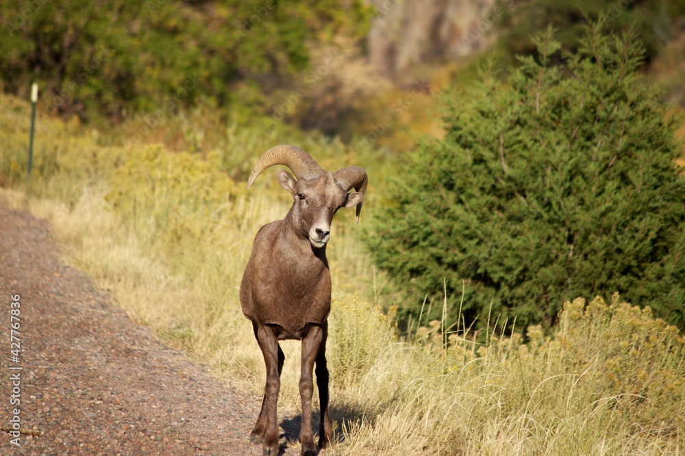 Obraz premium Young Rams looks Inquisitively