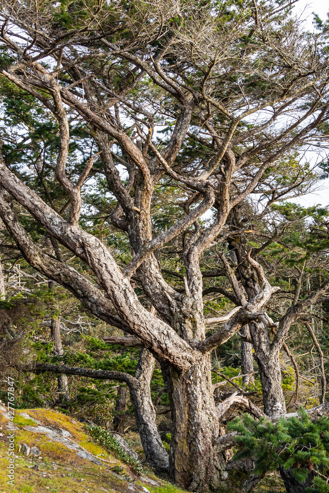 A tree with many curvy limbs that are covered with rough bark and wind-swept branches to the left.