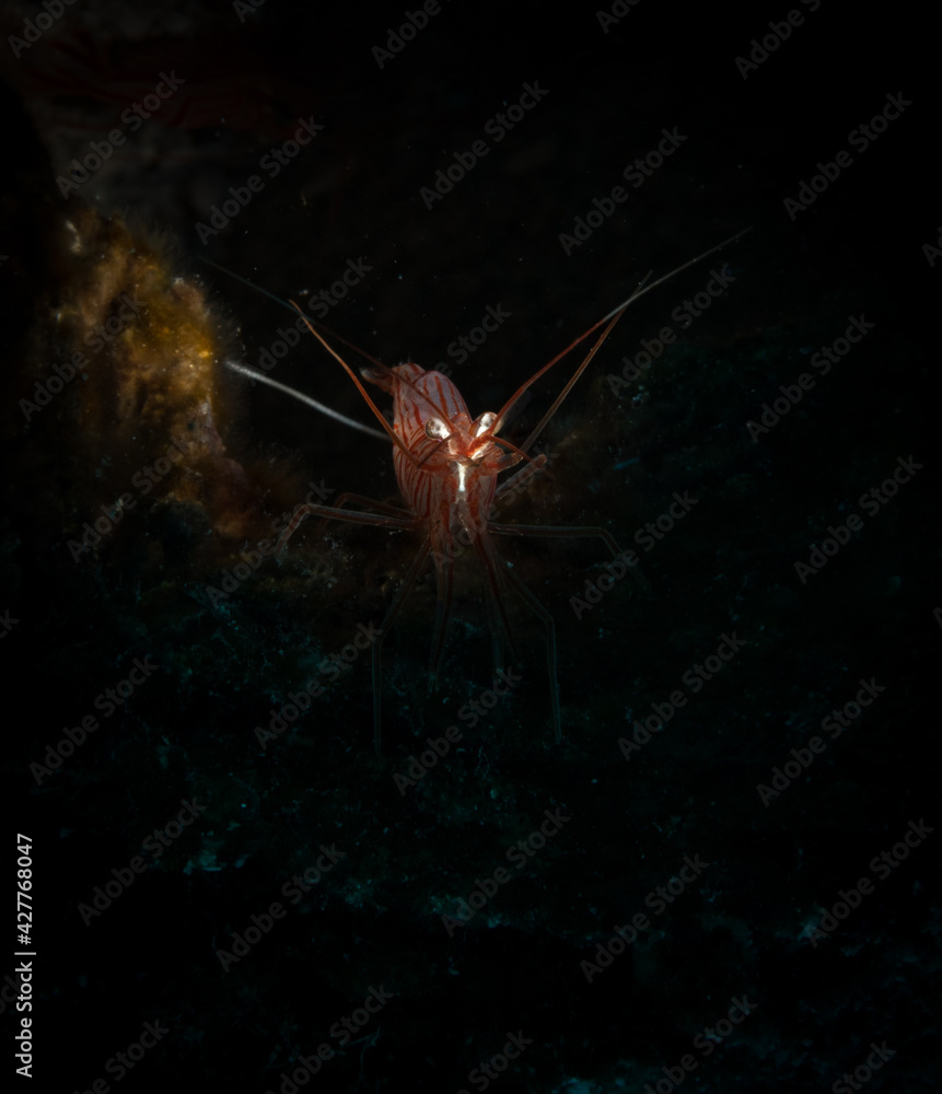 Naklejka premium Peppermint shrimp (Lysmata wurdemanni) on the reef off the Dutch Caribbean isalnd of Sint Maarten