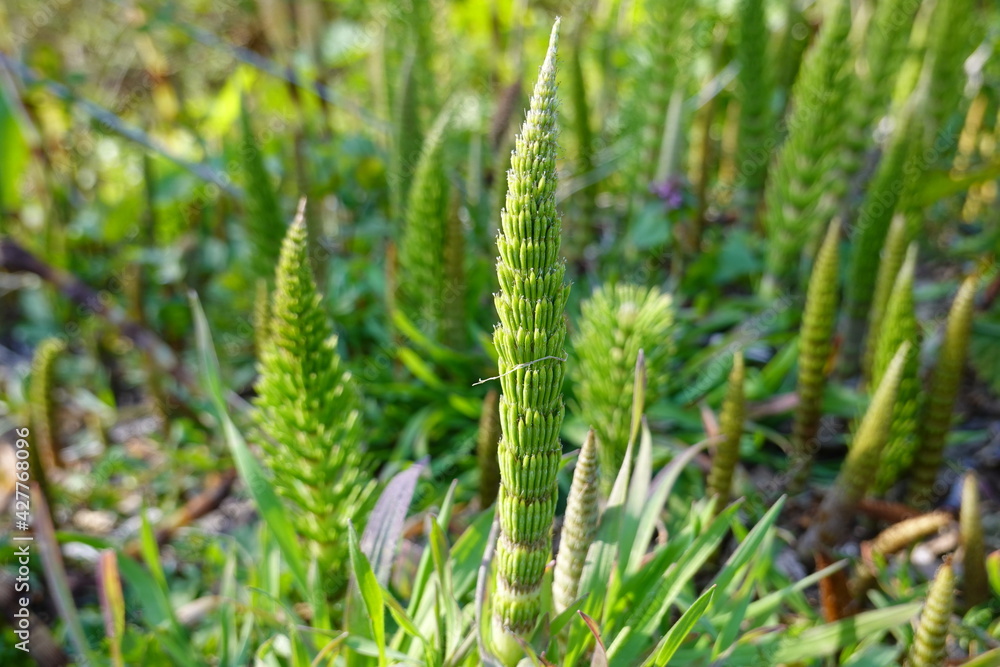 Equisetum telmateia (great horsetail or northern giant horsetail) is a species of Equisetum (horsetail) Equisetum telmateia (great horsetail or northern giant horsetail) is a species of Equisetum (horsetail)