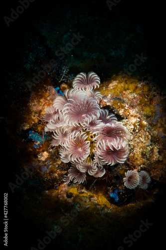 Social feather duster (Bispira brunnea) worm on the reef off the Dutch Caribbena island of Sint Maarten © timsimages.uk