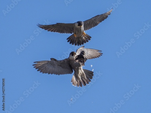 青空バックに空中で餌渡しをする繁殖期のハヤブサカップル