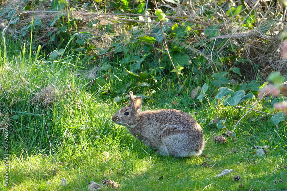 The brush rabbit (Sylvilagus bachmani), or western brush rabbit, or Californian brush rabbit, is a species of cottontail rabbit found in western coastal regions of North America. The brush rabbit (Sylvilagus bachmani), or western brush rabbit, or Californian brush rabbit, is a species of cottontail rabbit found in western coastal regions of North America.