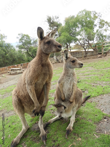 Kangaroo couple