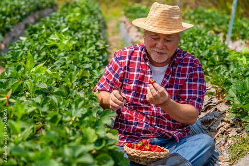 Bild auf Leinwand Asian senior man farmer working in strawberry farm with happiness