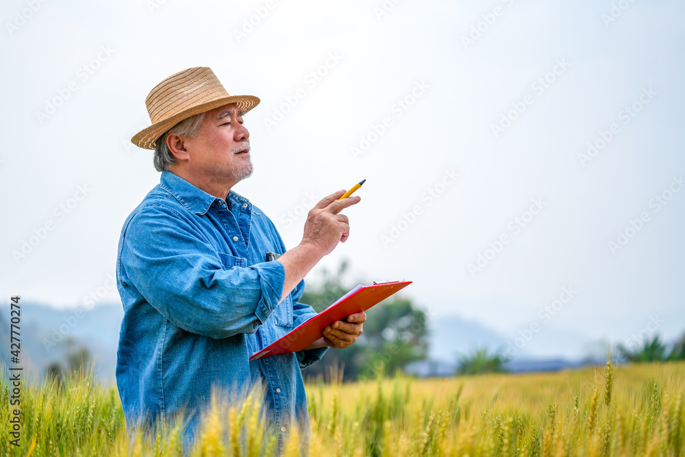 Healthy Asian senior man farmer working in rice paddy wheat field farmland. Elderly male farm owner preparing to harvest organic wheat crop plant. Agriculture product industry business concept