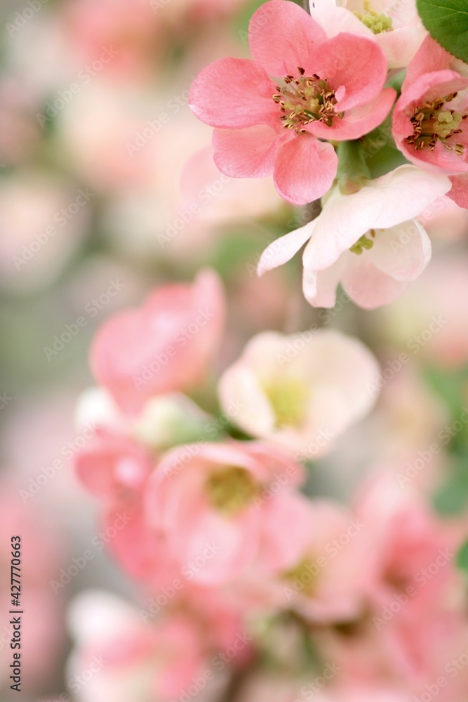 ピンク色のボケの花