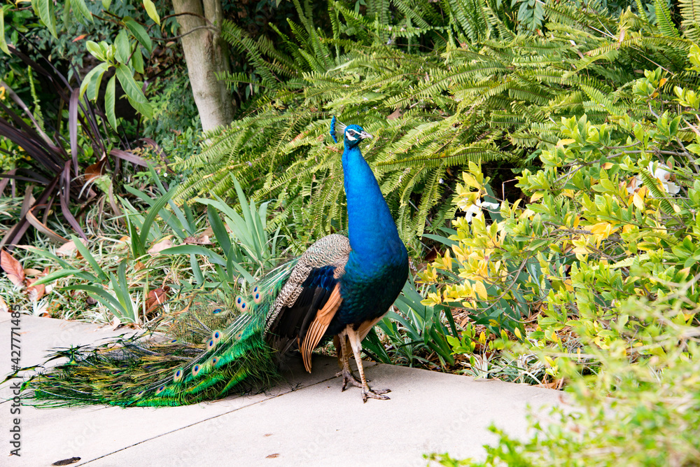 Male Peacock