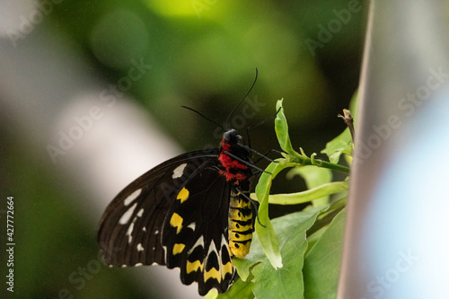 Female Common Green Birdwing butterfly Ornithoptera priamus hangs from a plant photo