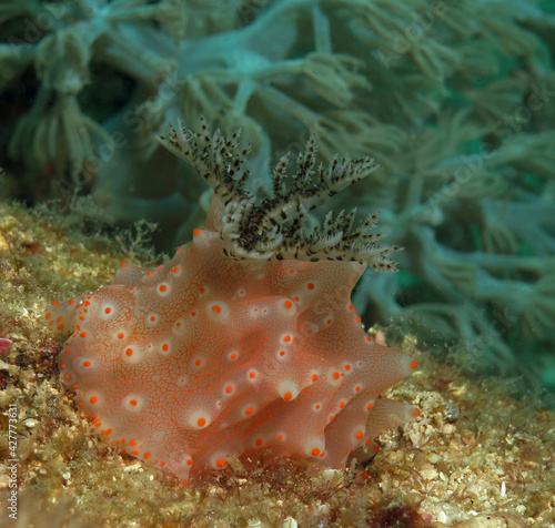 A Halgerda Batangas nudibranch Boracay Philippines 