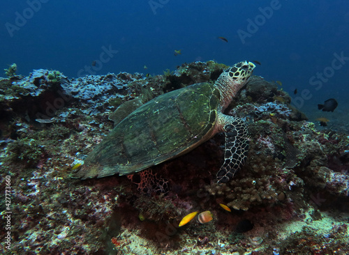 A Hawksbill turtle resting on corals Boracay Philippines