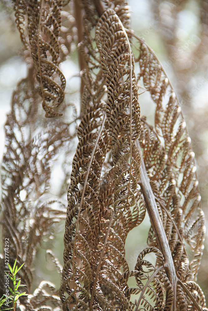 Close up of a silver tree fern in the forest of New Zealand Close up of a silver tree fern in the forest of New Zealand