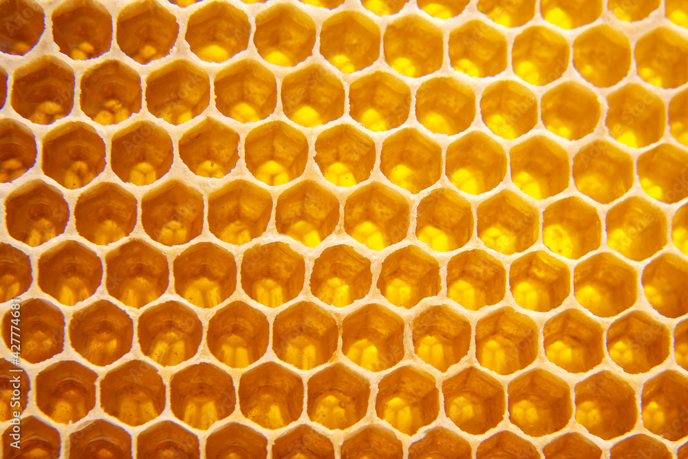 Fresh bee honey in combs. natural food background texture