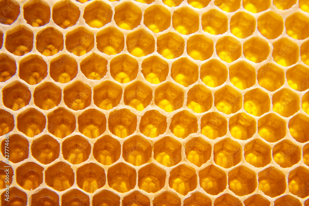 Fresh bee honey in combs. natural food background texture Fresh bee honey in combs. natural food background texture