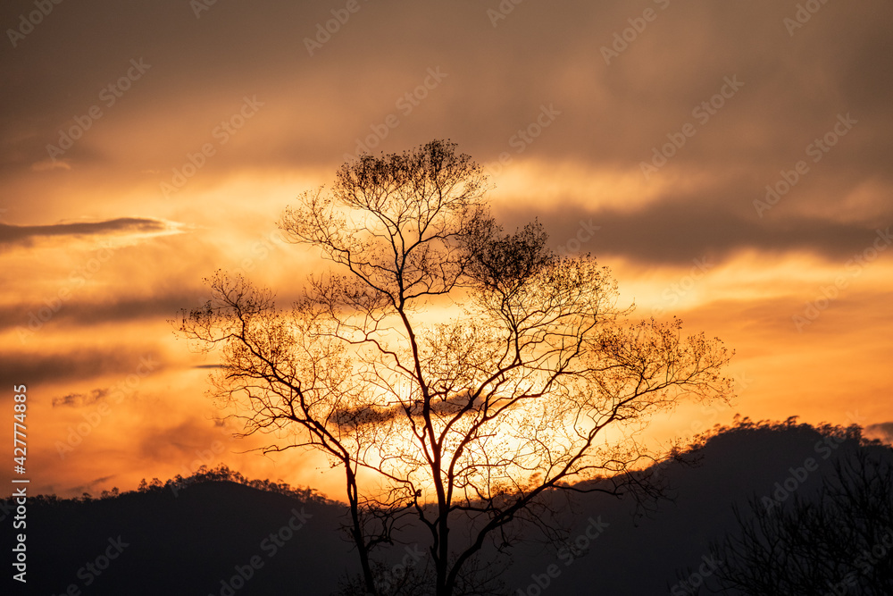 Trees, evening sun and rain clouds before the storm. Trees, evening sun and rain clouds before the storm.